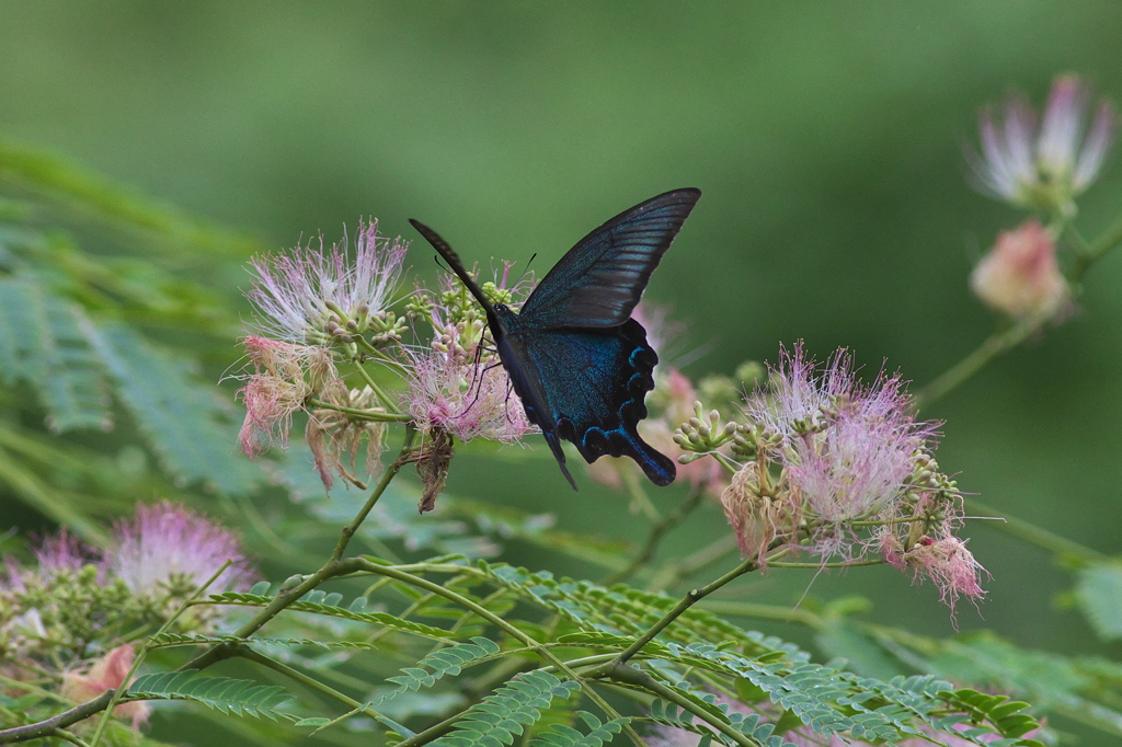 カラスのLepidoptera