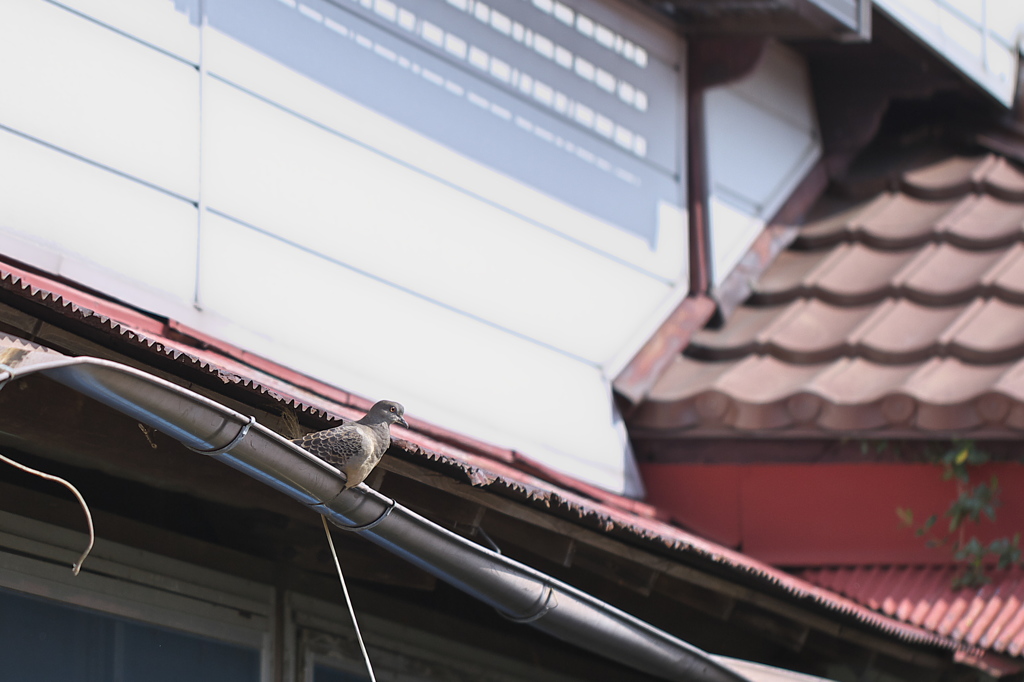 空家の住民その1