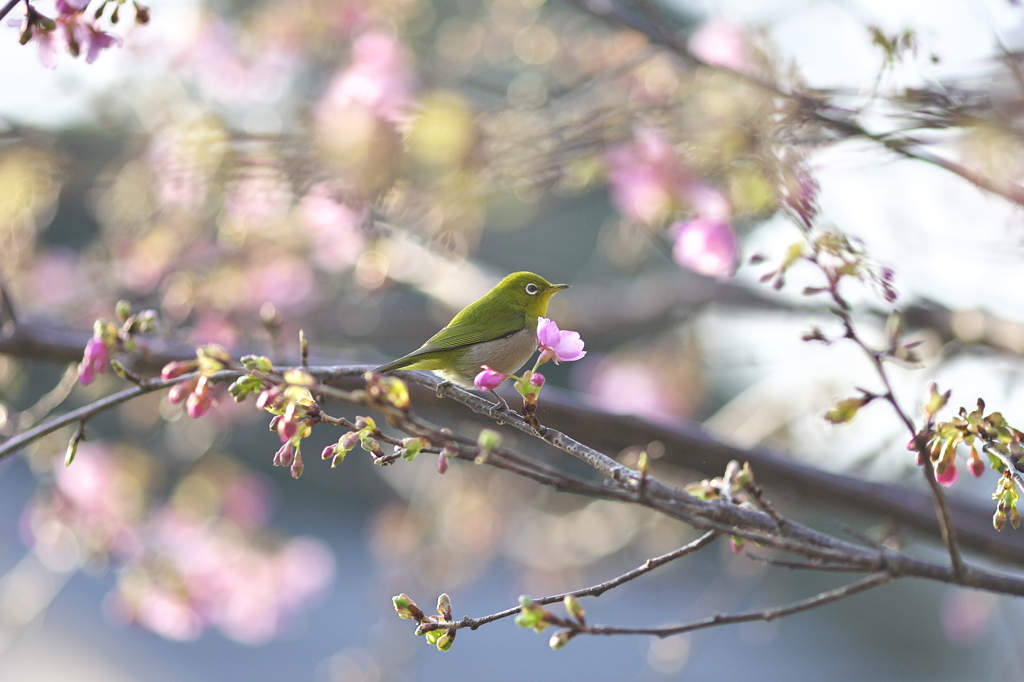 サクラキラキラ