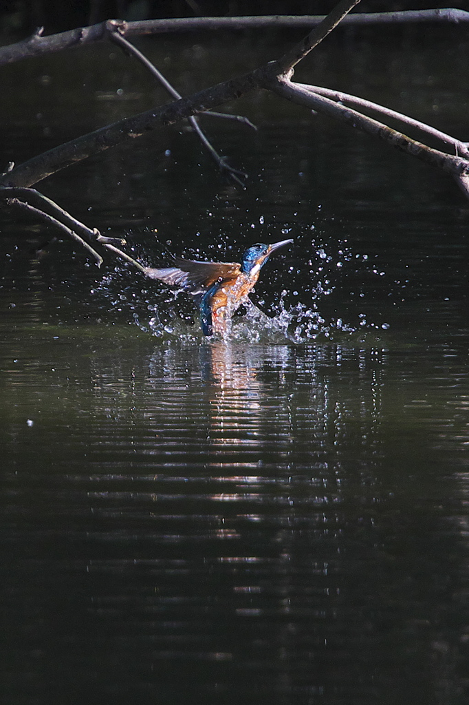 水浴びだけでも・・・