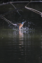 水浴びだけでも・・・