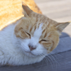 猫様