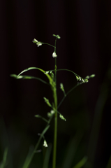 shine
