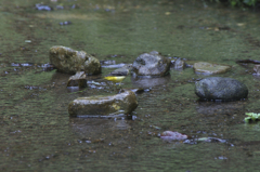 キセキレイ<(_ _)>