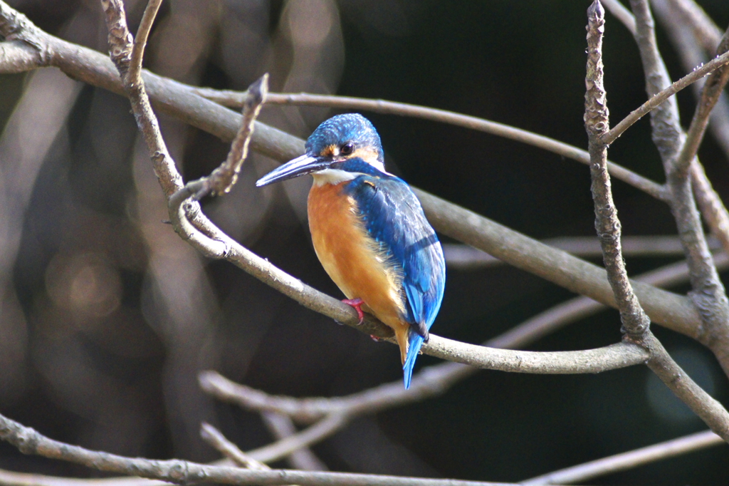 ちょっと大きく