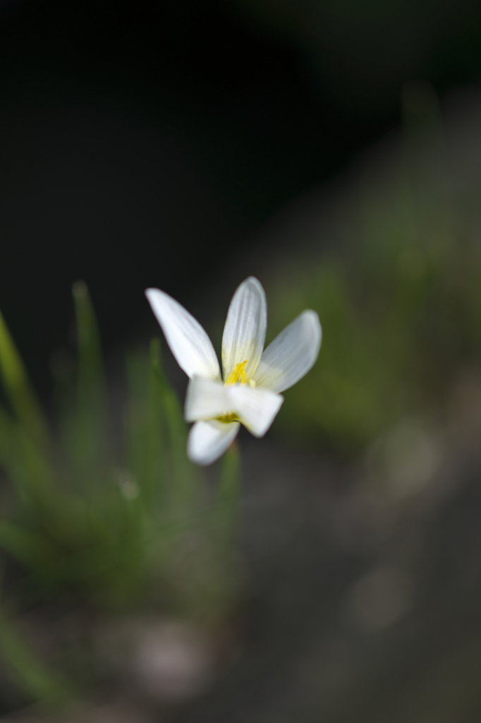 行ってらっしゃいませ