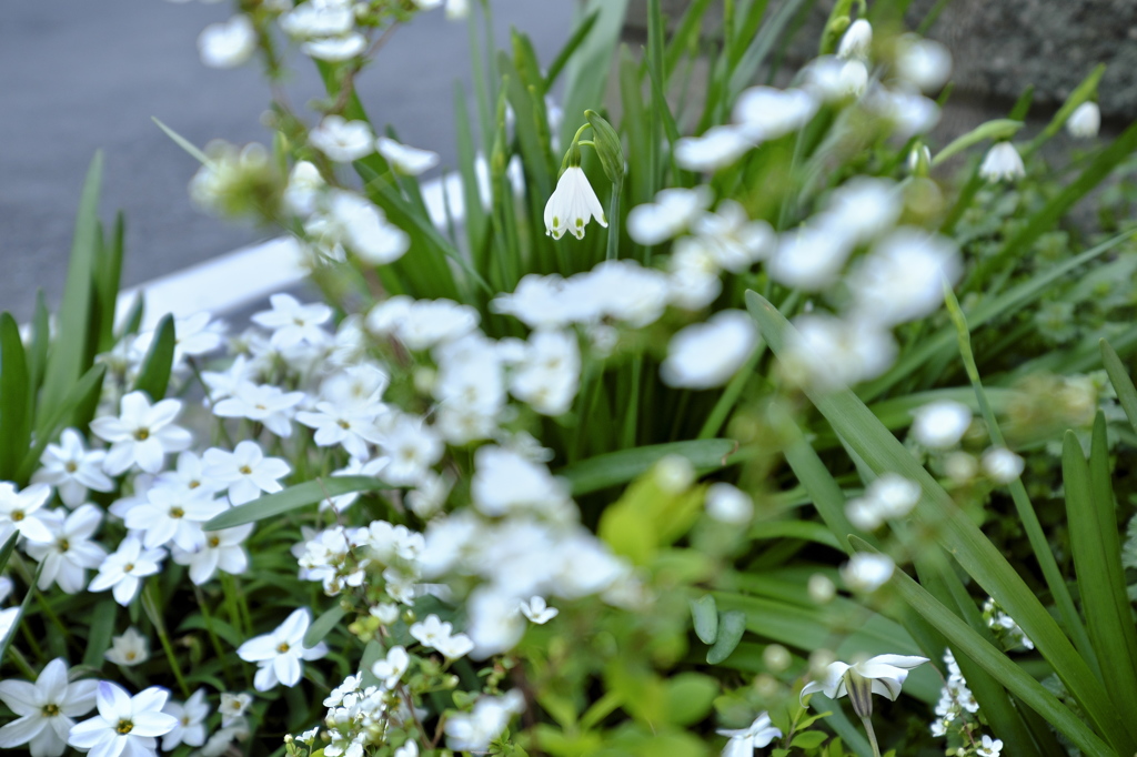 White trio