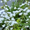 White trio