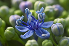 青い星の花