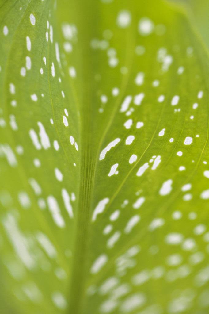 Stained　leaf