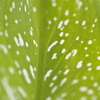 Stained　leaf