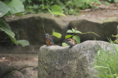 カワちゃん怒るの巻き　壱