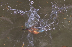 diving catch!!
