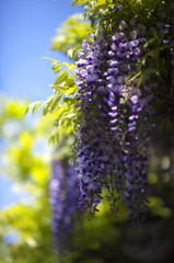 家紋の花