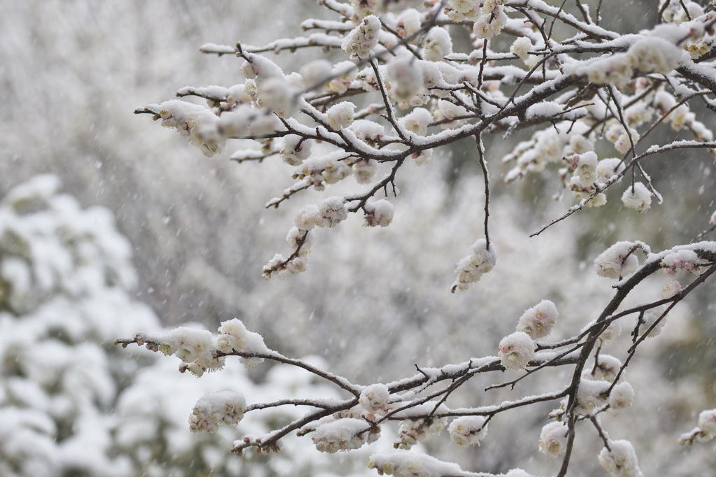雪見梅