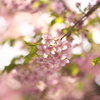 ＨＡＲＵＩＲＯ２