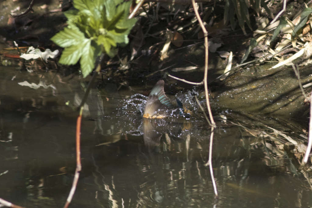 蝶のように舞い
