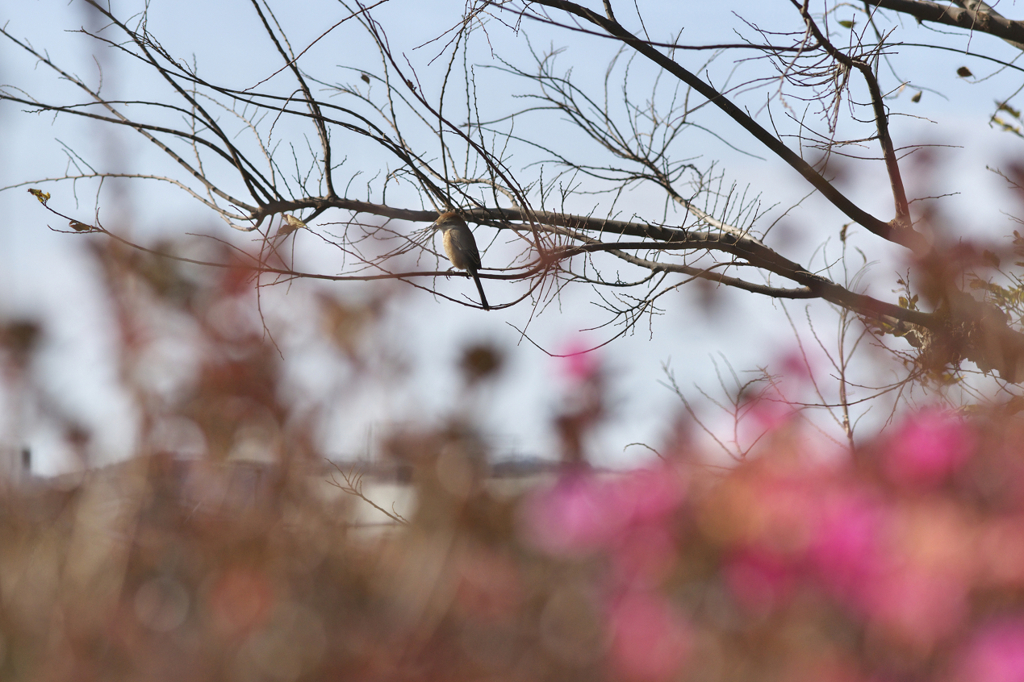 ゾナーで鳥撮り