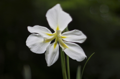 うつむかないで