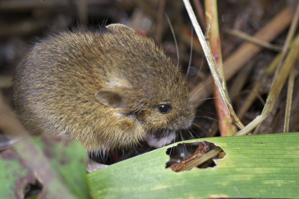 harvest mouse(^.^)