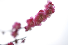 連花