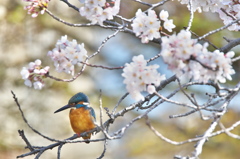 桜彩