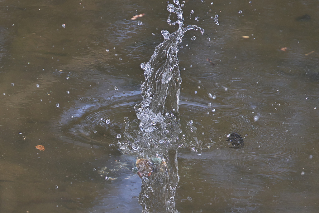 たまには近くでⅠ