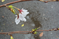 雨桜１