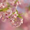 ＨＡＲＵＩＲＯ１