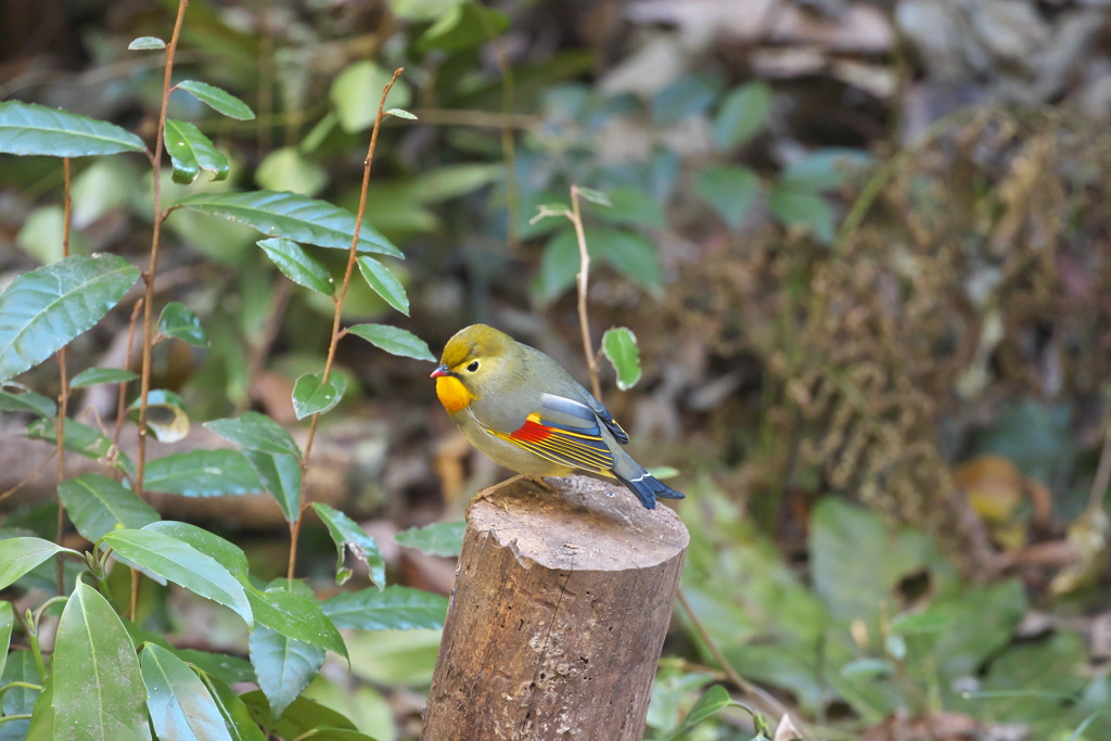 相思鳥・・・