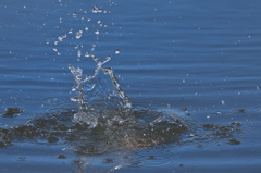 Get BigFish1