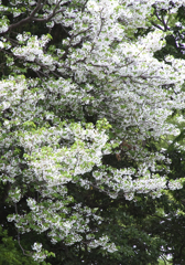 山桜