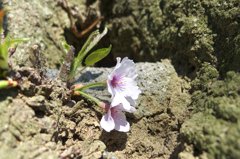 ど根性桜