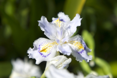 fringed iris