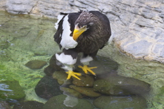 魚でも居ればな～