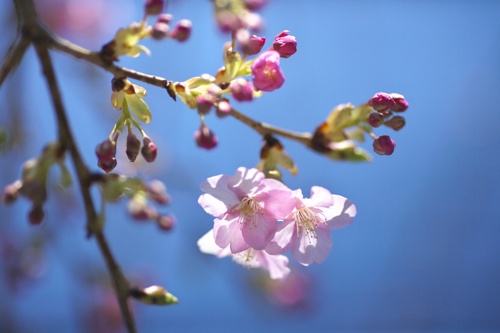 spring  pink color3