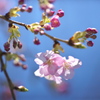 spring  pink color3