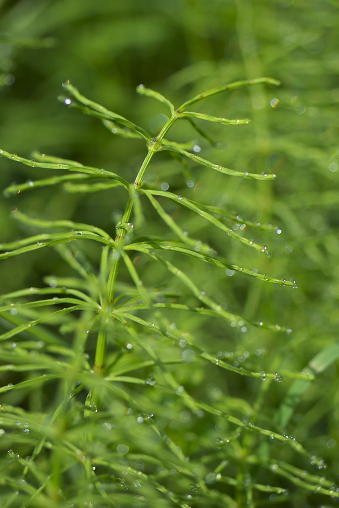 雨あがる