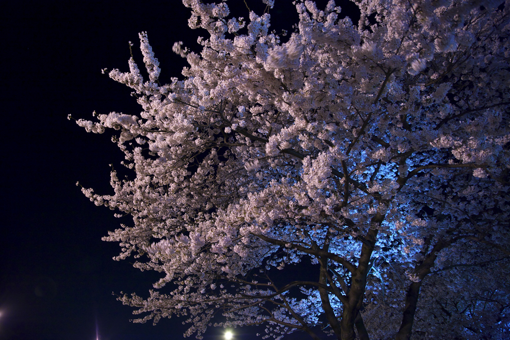 酔撮桜(^^ゞ