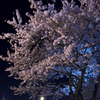 酔撮桜(^^ゞ