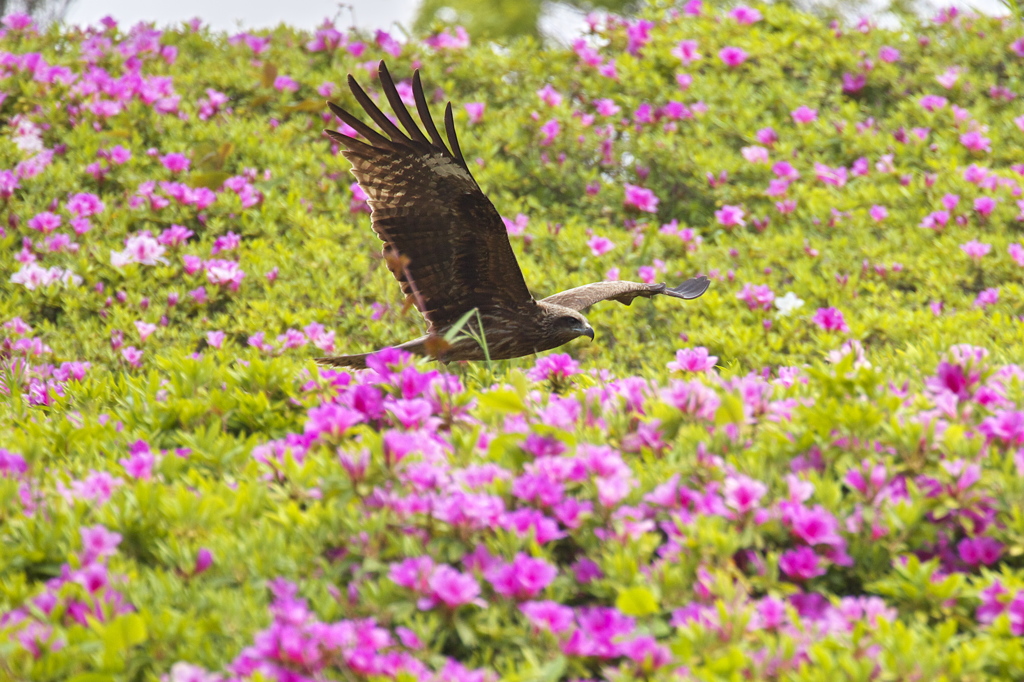 お花畑でつかまえて？