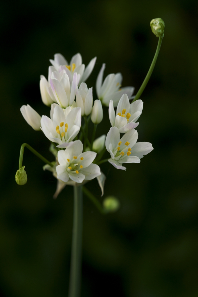 garlic chivesⅡ