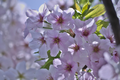大島桜Ⅱ