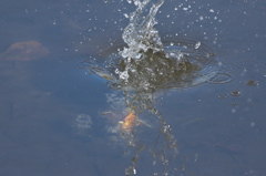 Diving catch