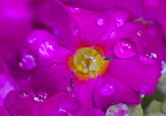 雨粒