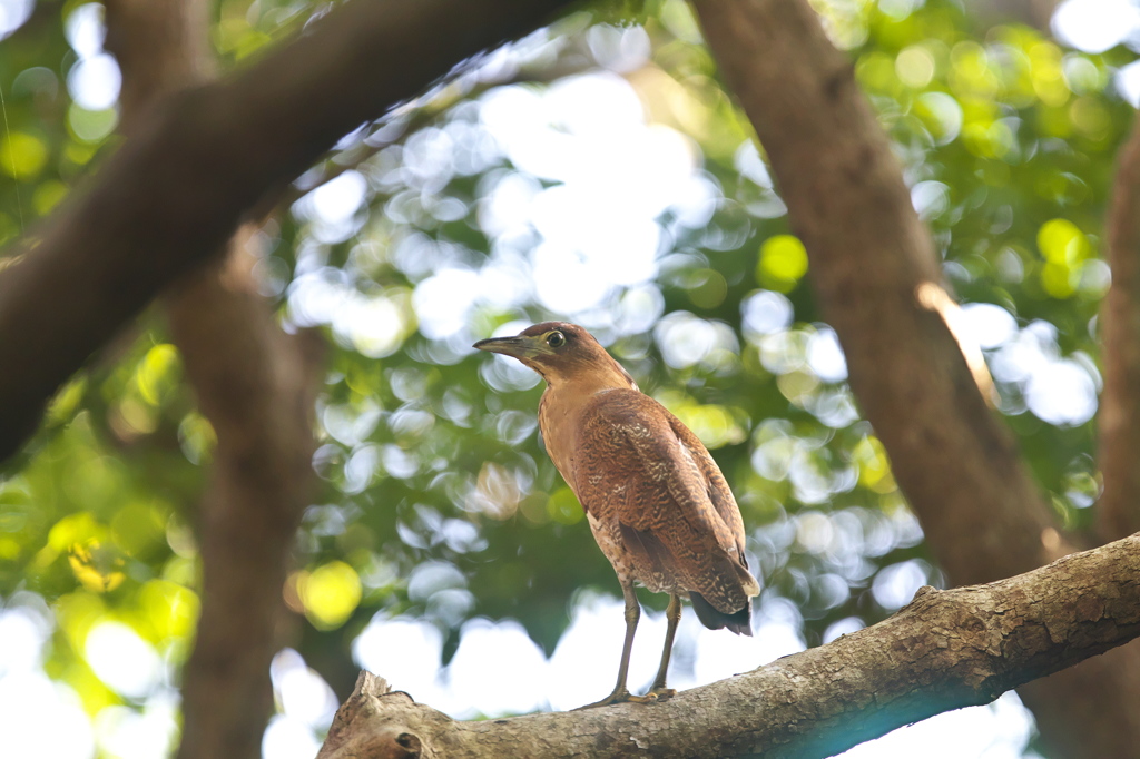 ズグロミソゴイ