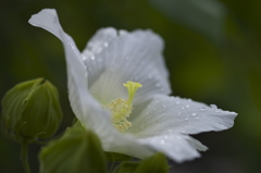 雨を受けて