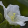 雨を受けて