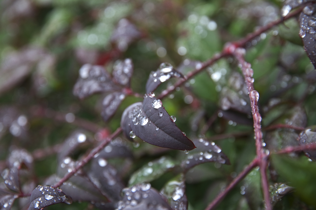春雨