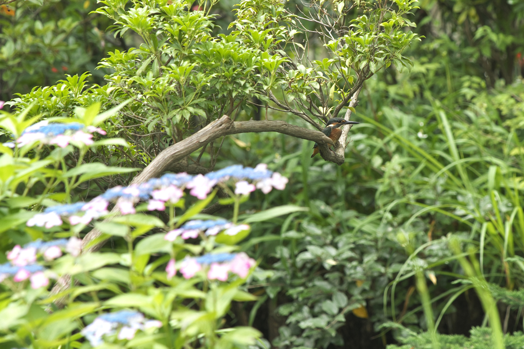 やっぱりコラボ(^.^)